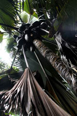 Coco de mer, praslin museum, seychelles